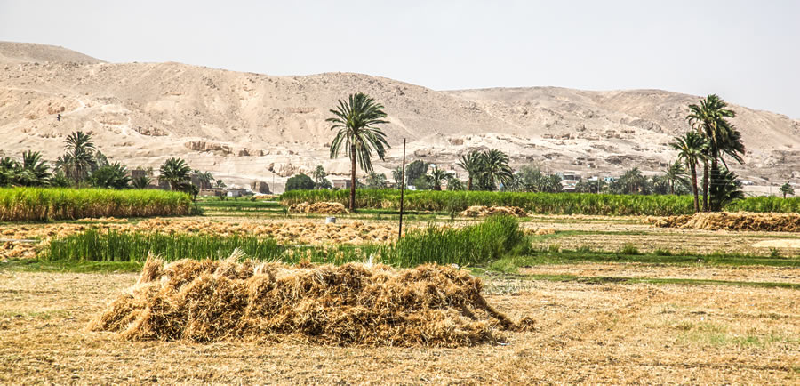 وقت الحصاد، صعيد مصر