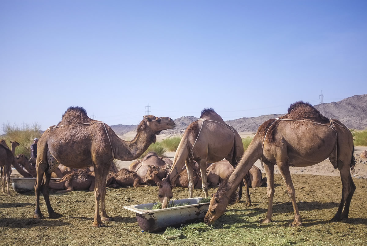 Camel in desert at Hudaibiyah, Saudi Arabia
